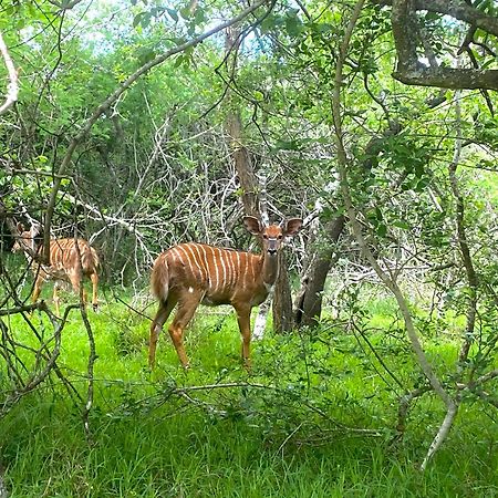 Hideaways Lazuli Bush Lodge, هلوهلوي المظهر الخارجي الصورة